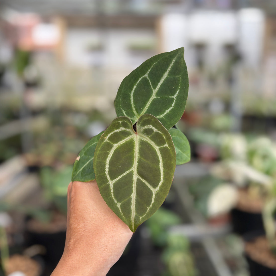 RP100-9	Anthurium Michelle x Forgetti Variegated
