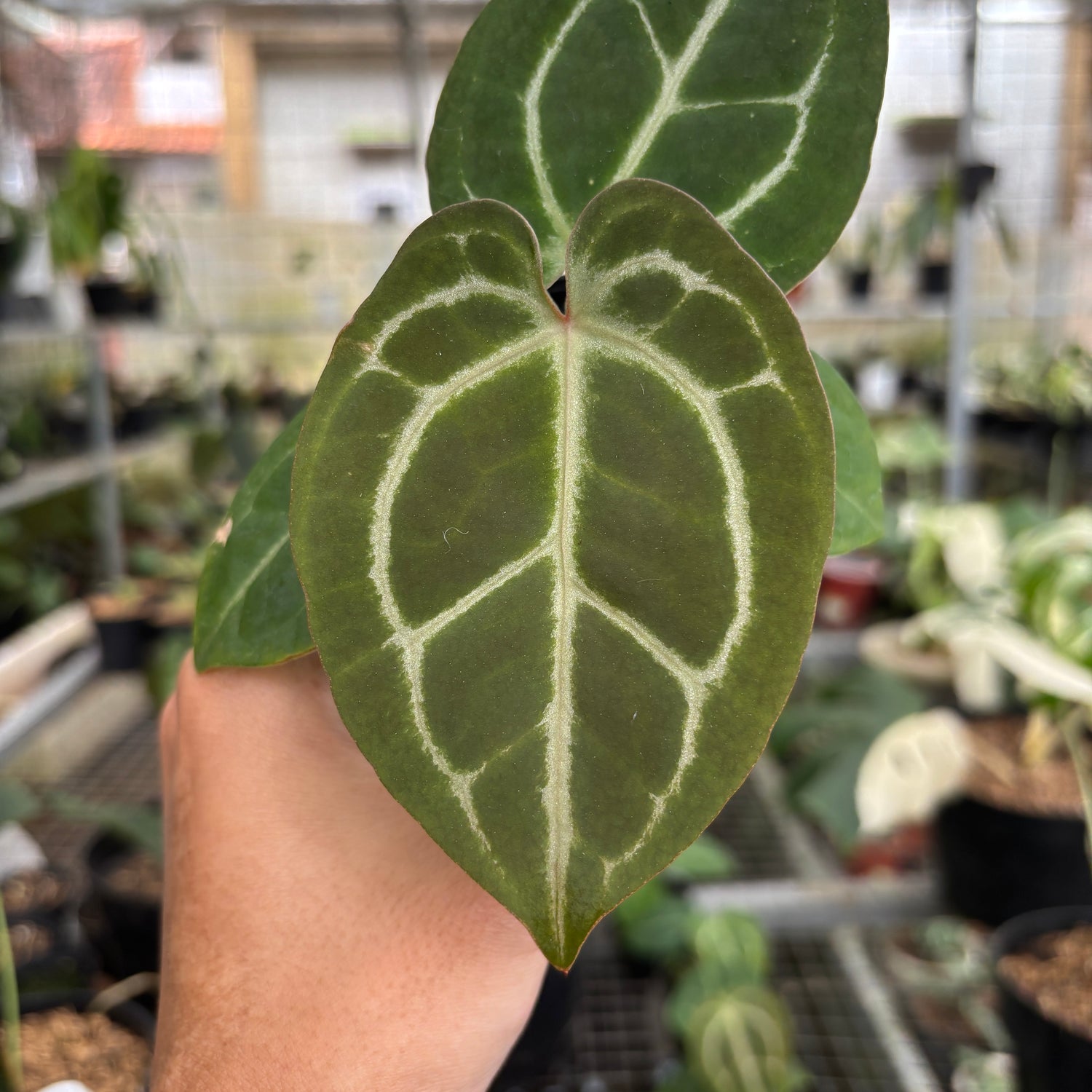 RP100-9	Anthurium Michelle x Forgetti Variegated