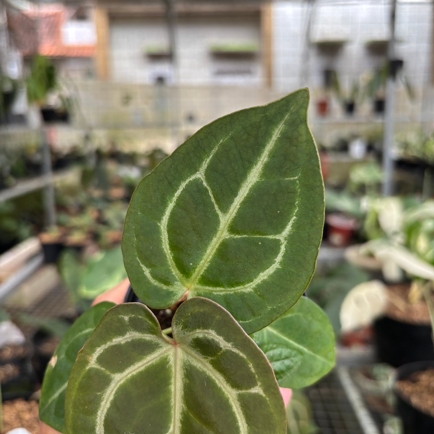 mihikatha anthurium Anthurium Michelle x Forgetti Variegated – Greenspaces.id
