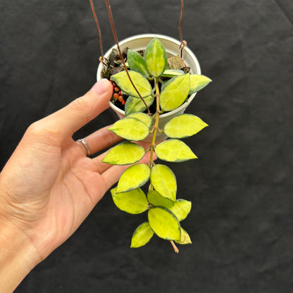 Veronia Hoya Lacunosa "Midori"