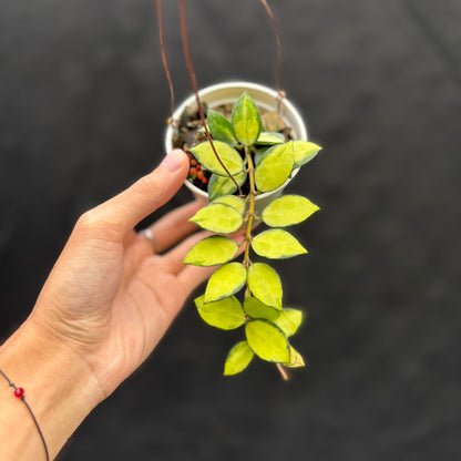 Veronia Hoya Lacunosa "Midori"