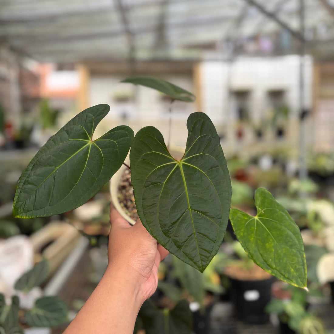 RP96-9	Anthurium Dark Phoenix Hybrid