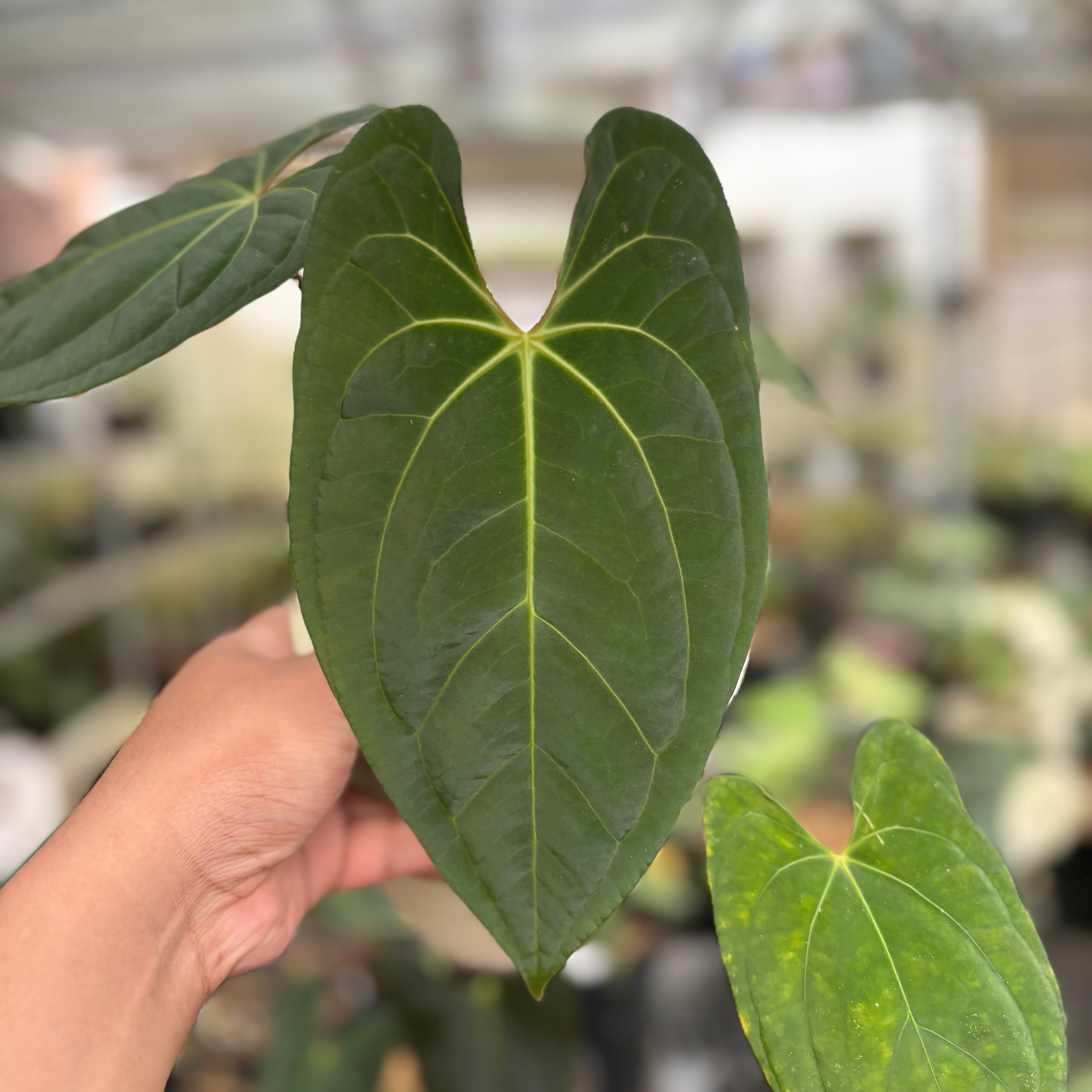RP96-9	Anthurium Dark Phoenix Hybrid