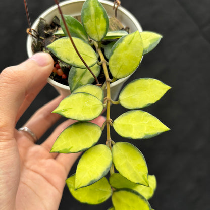 Veronia Hoya Lacunosa "Midori"