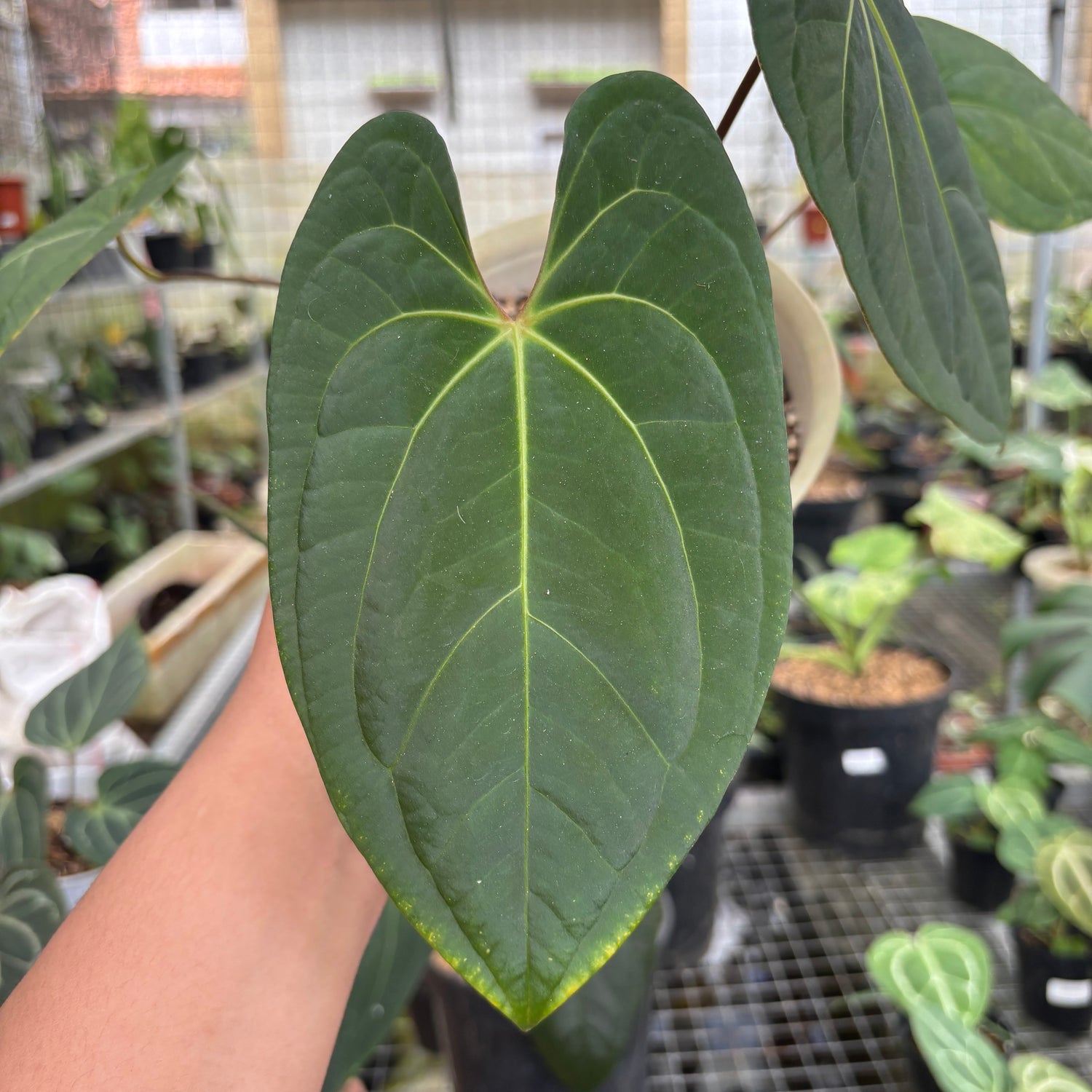 RP96-9	Anthurium Dark Phoenix Hybrid