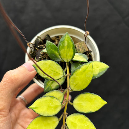 Veronia Hoya Lacunosa "Midori"