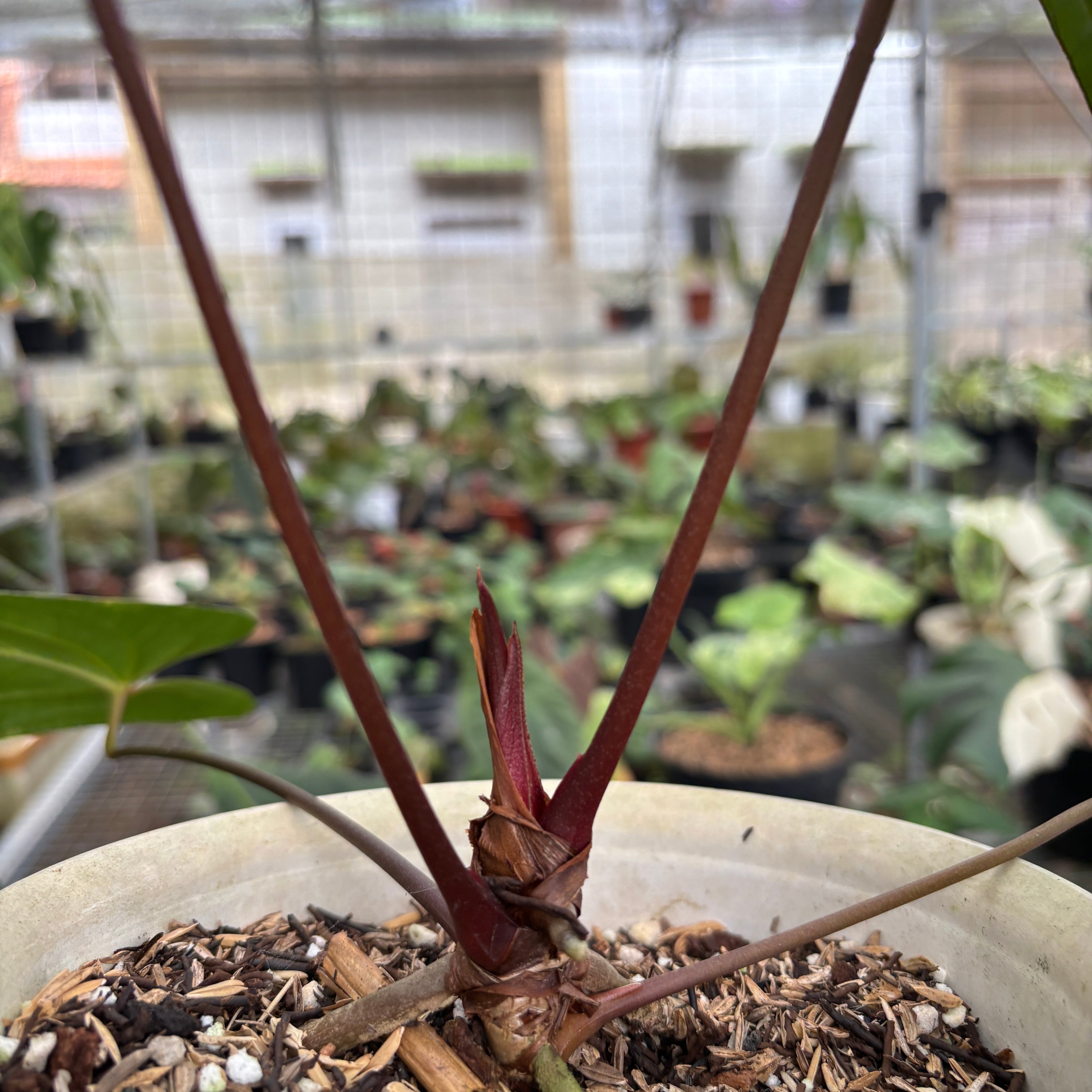 RP96-9	Anthurium Dark Phoenix Hybrid