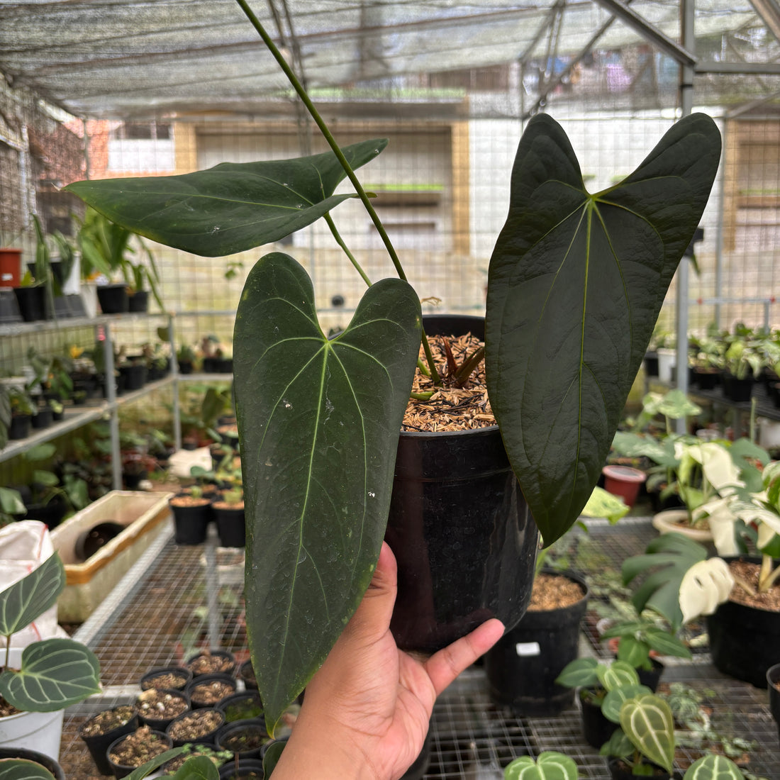 RP97-9	Anthurium Papillilaminum Legend x Dark Phoenix