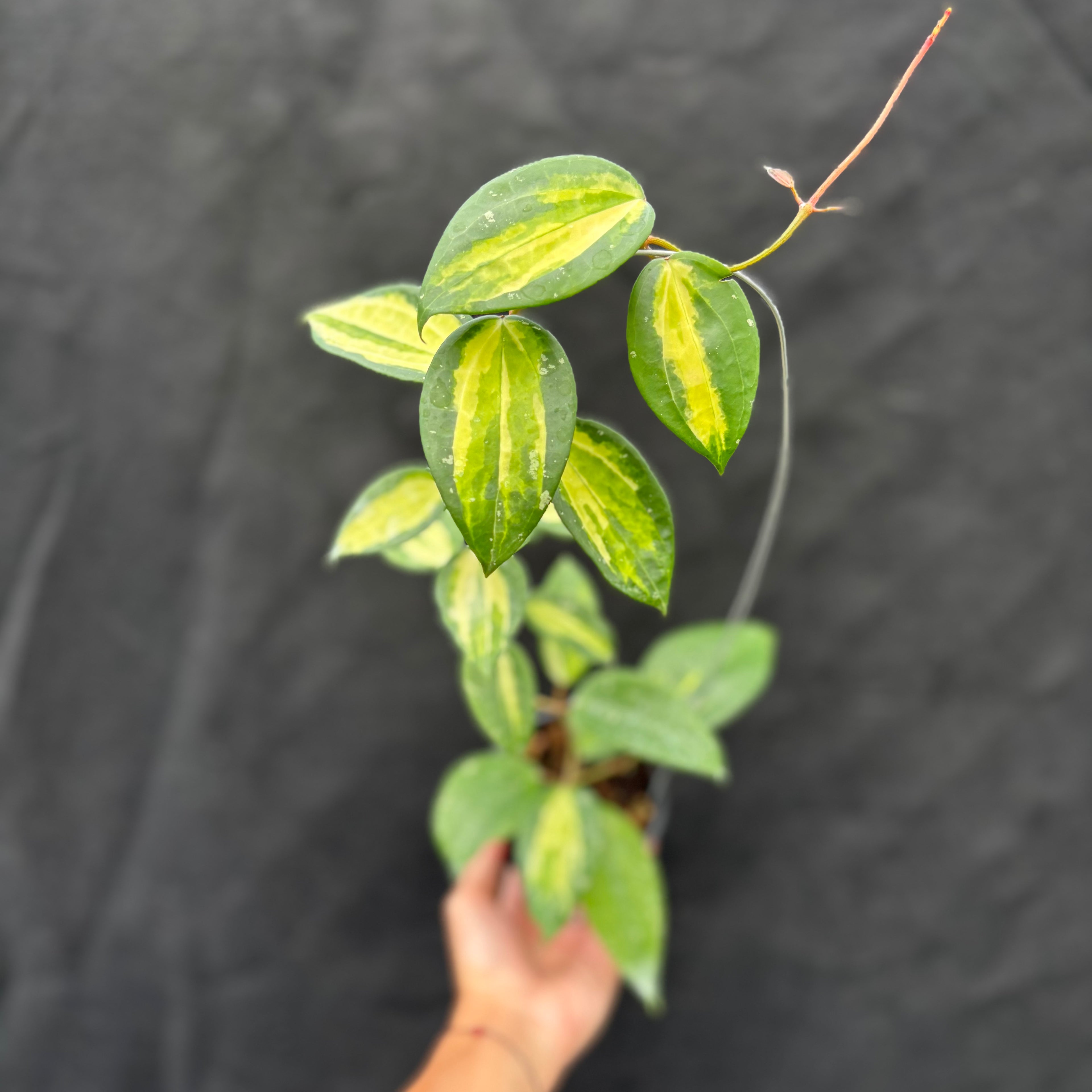 Hoya Latifolia "Variegata" FN-15