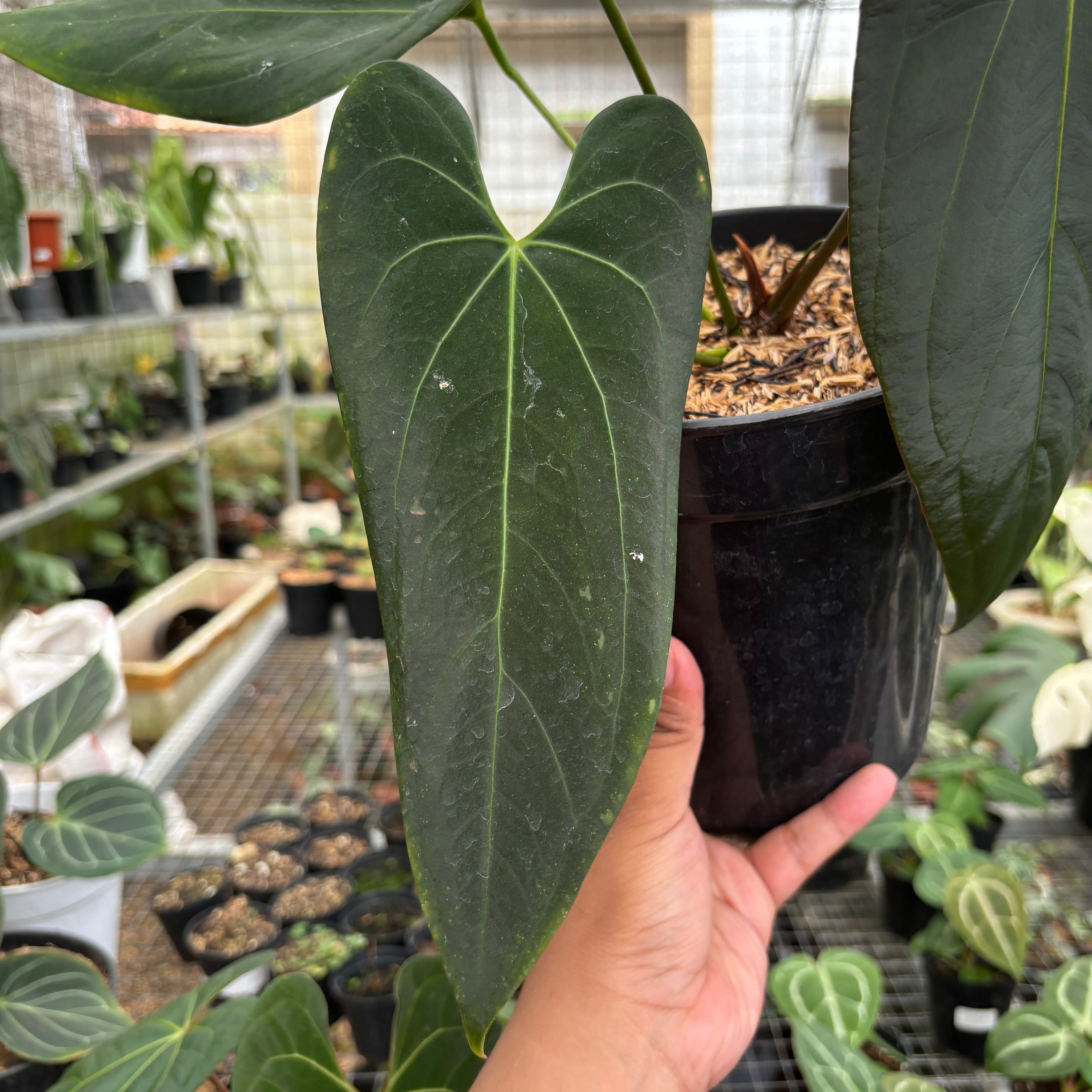 RP97-9	Anthurium Papillilaminum Legend x Dark Phoenix