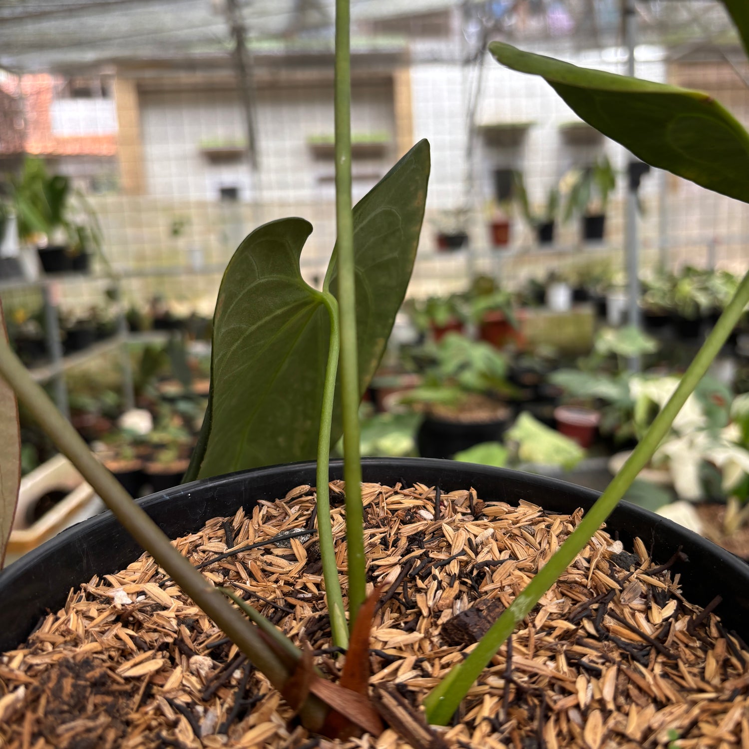 RP97-9	Anthurium Papillilaminum Legend x Dark Phoenix