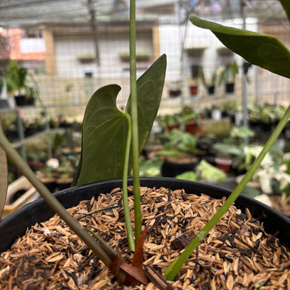 Anthurium Papillilaminum Legend x Dark Phoenix
