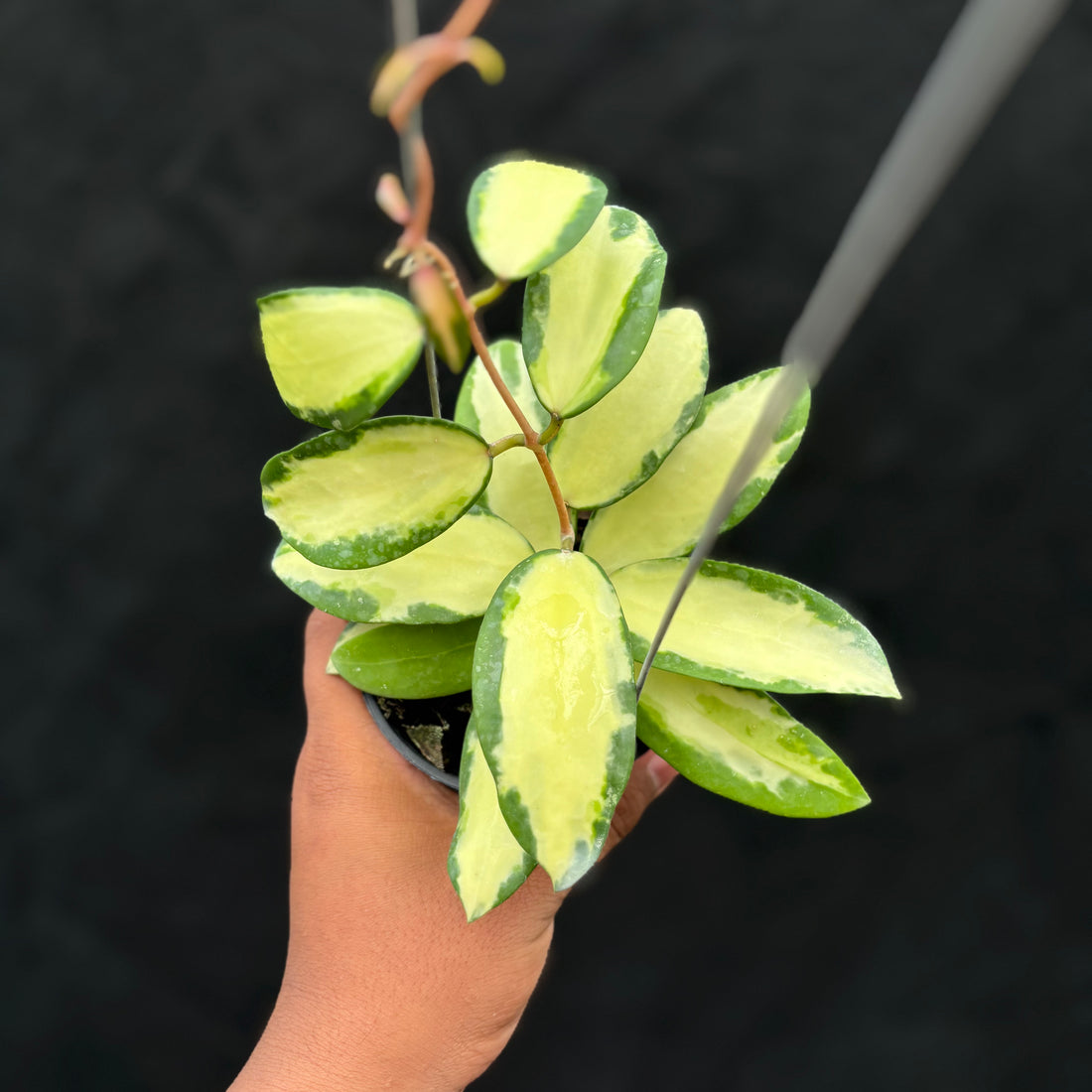 Hoya Verticillata "Variegated" Wonosobo