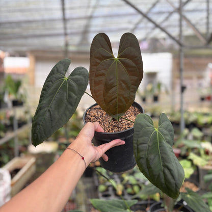 anthurium dussi Anthurium Darksest Panama