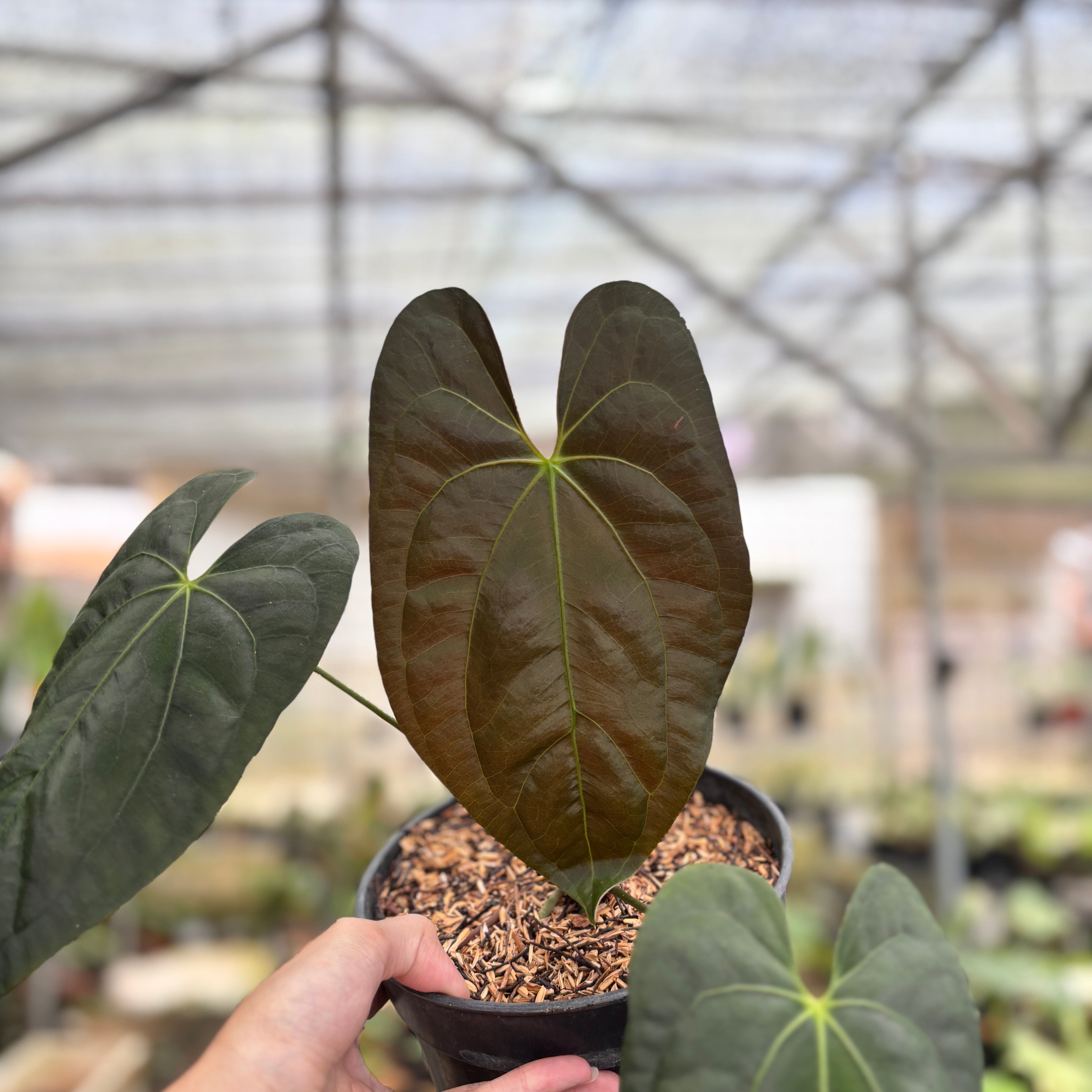 RP95-9	Anthurium Darksest Panama