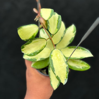 Hoya Verticillata "Variegated" Wonosobo