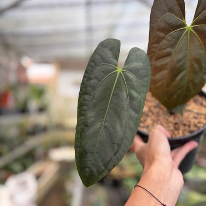 Anthurium Darksest Panama