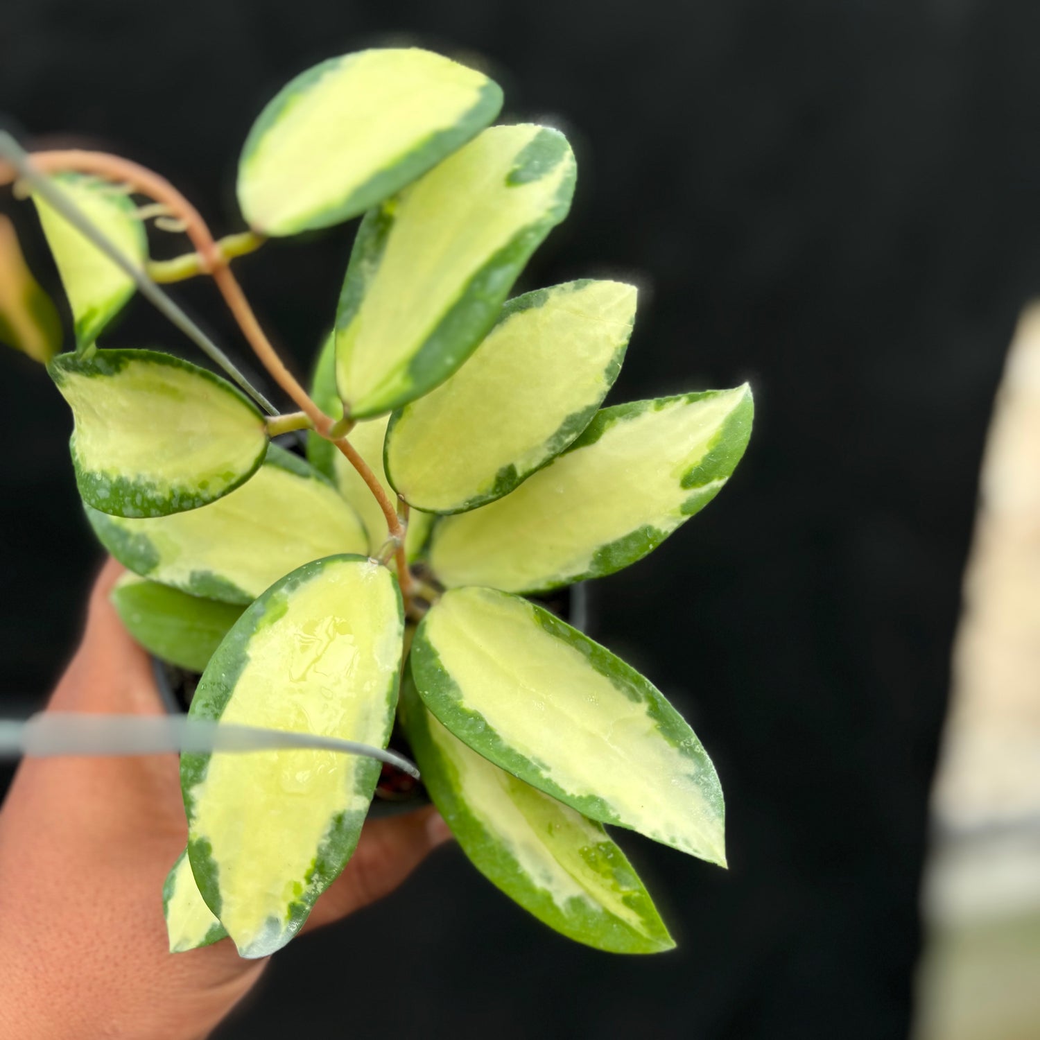 Hoya Verticillata "Variegated" Wonosobo