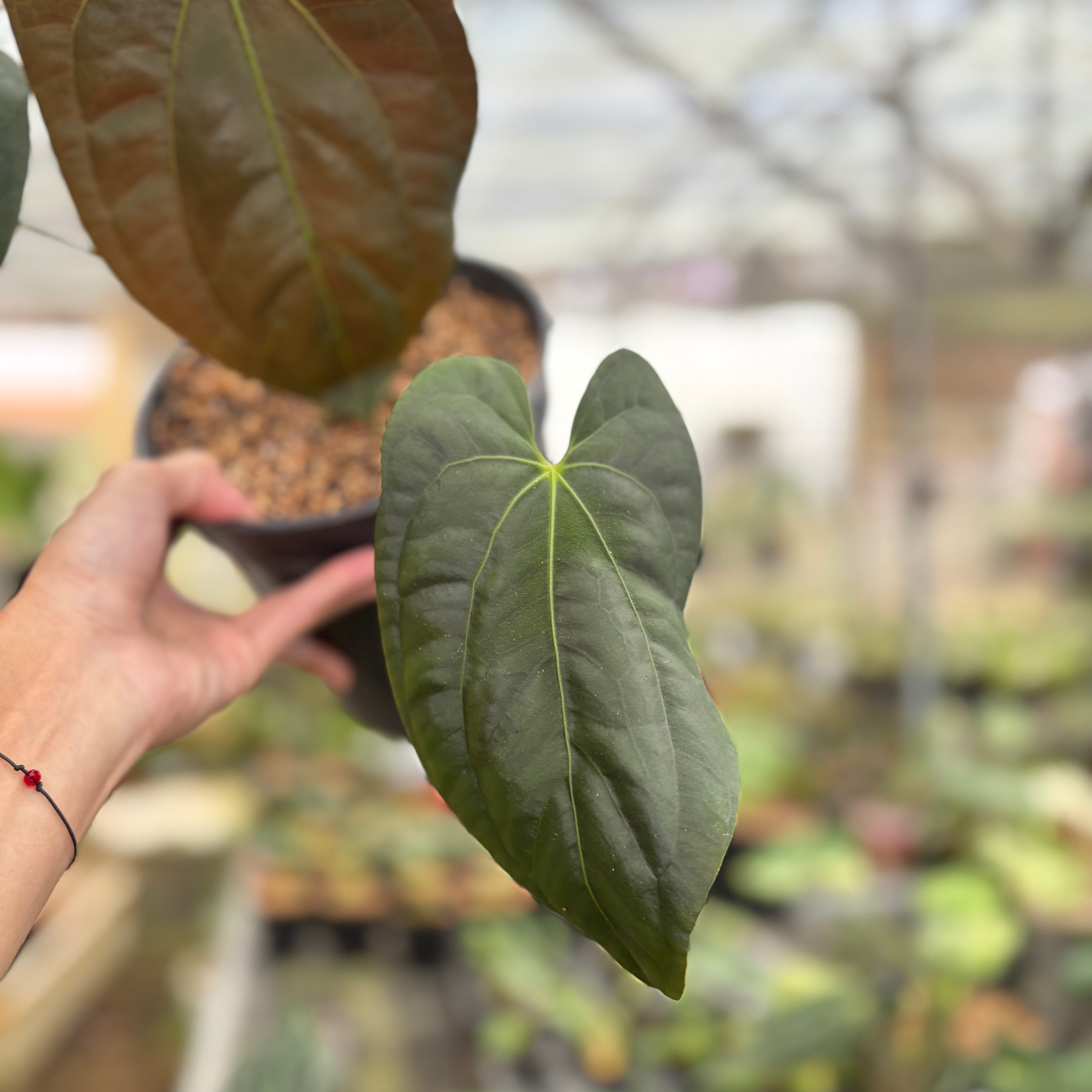 RP95-9	Anthurium Darksest Panama