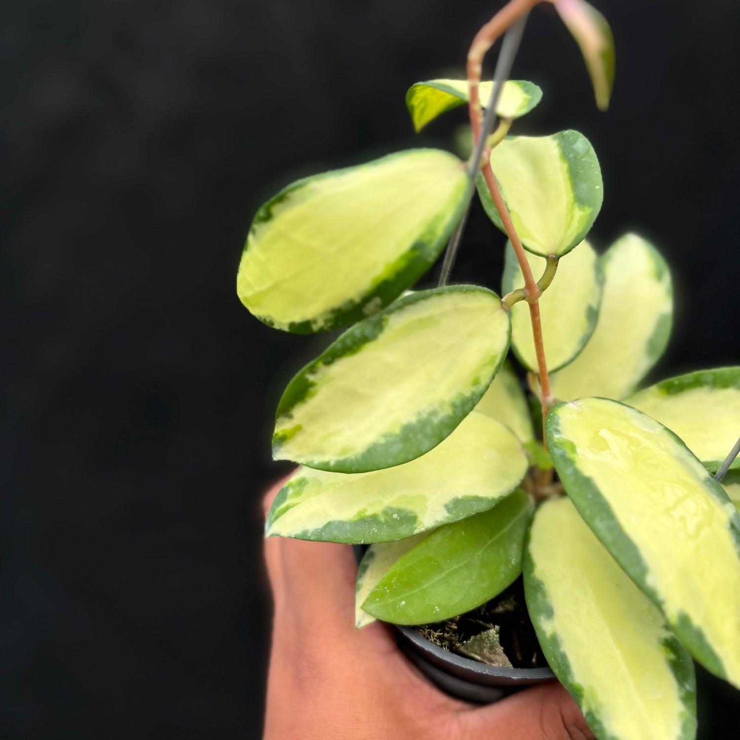 Hoya Verticillata "Variegated" Wonosobo
