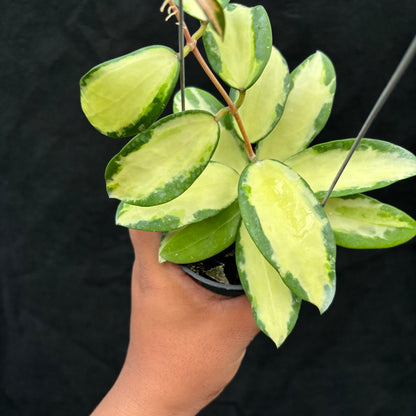 Hoya Verticillata "Variegated" Wonosobo