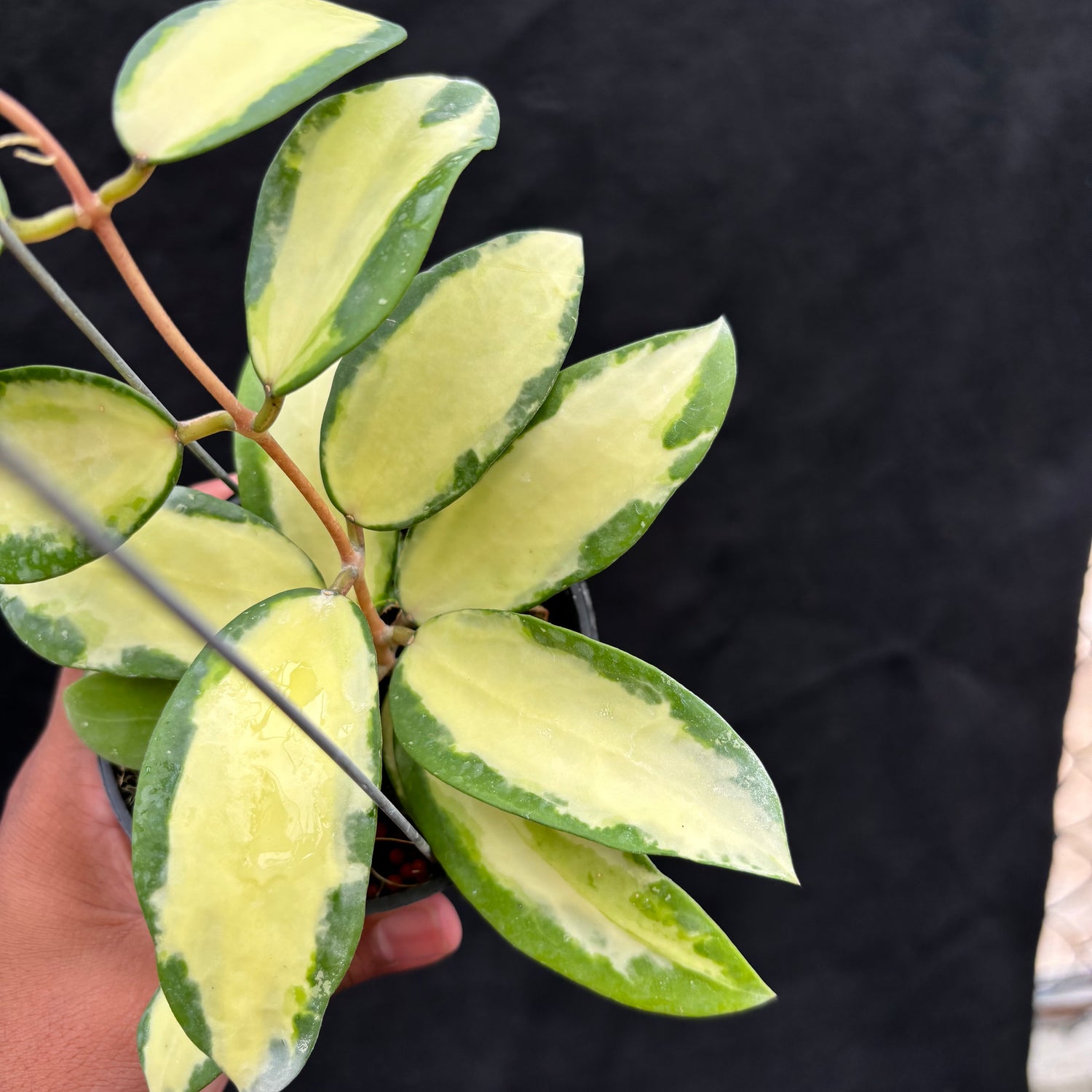 Hoya Verticillata "Variegated" Wonosobo