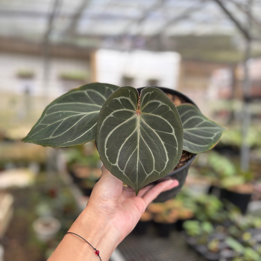RP94-9	Anthurium King Of Spades Medium Size