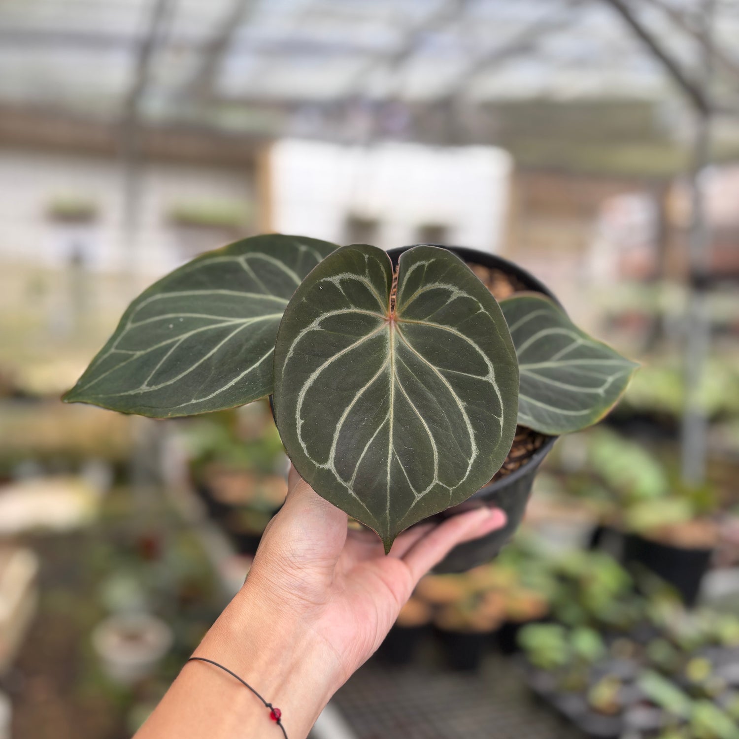 RP94-9	Anthurium King Of Spades Medium Size