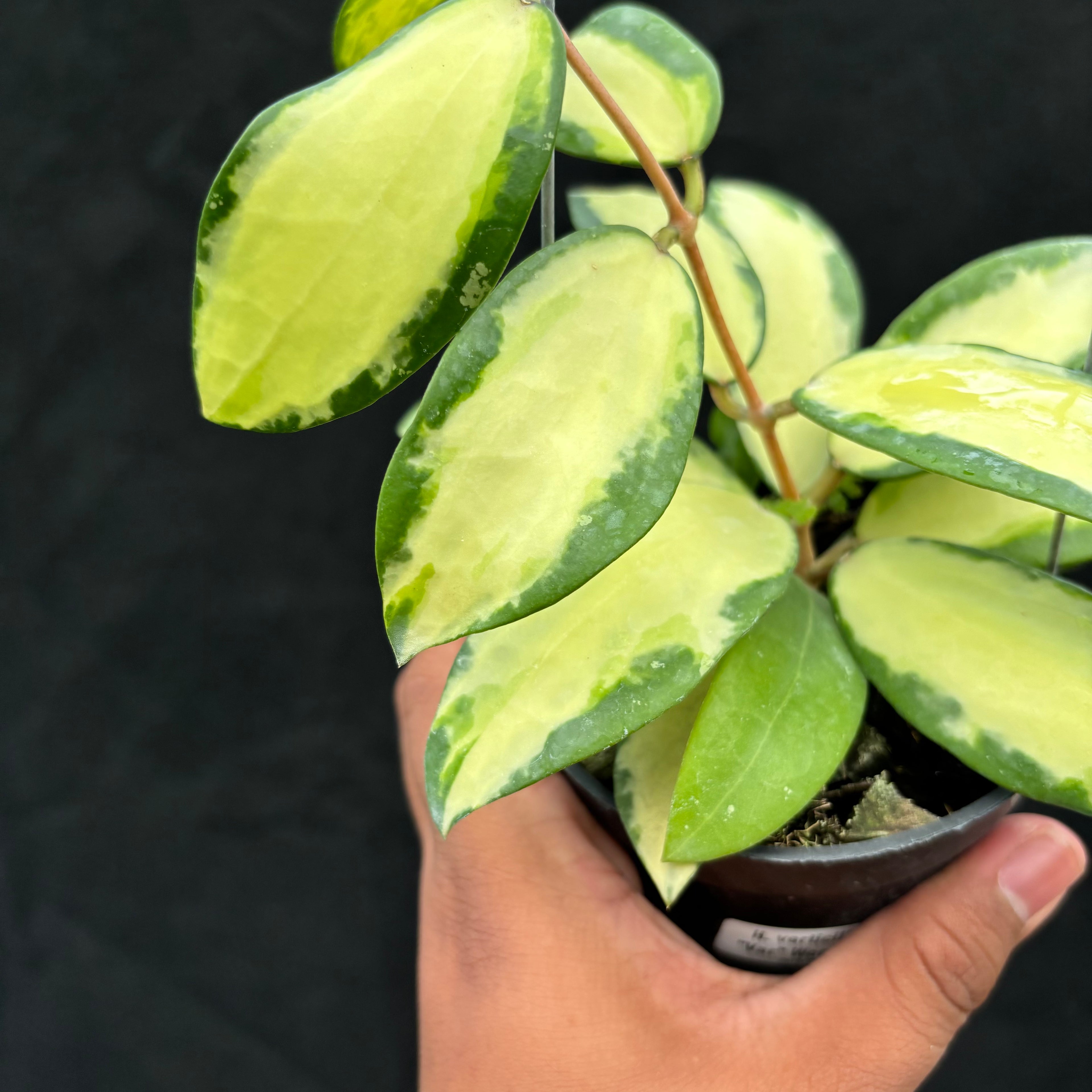 Hoya Verticillata "Variegated" Wonosobo