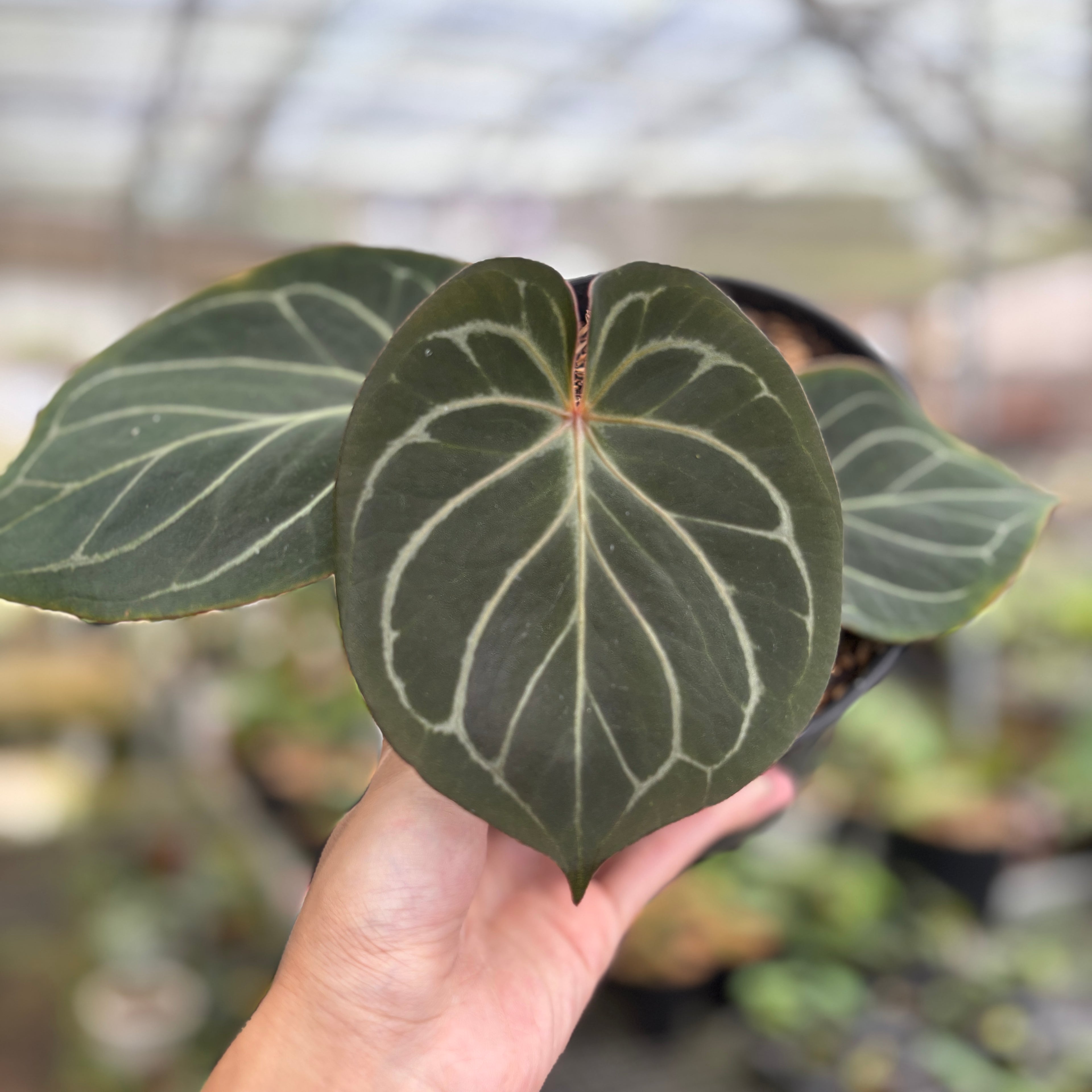 RP94-9	Anthurium King Of Spades Medium Size