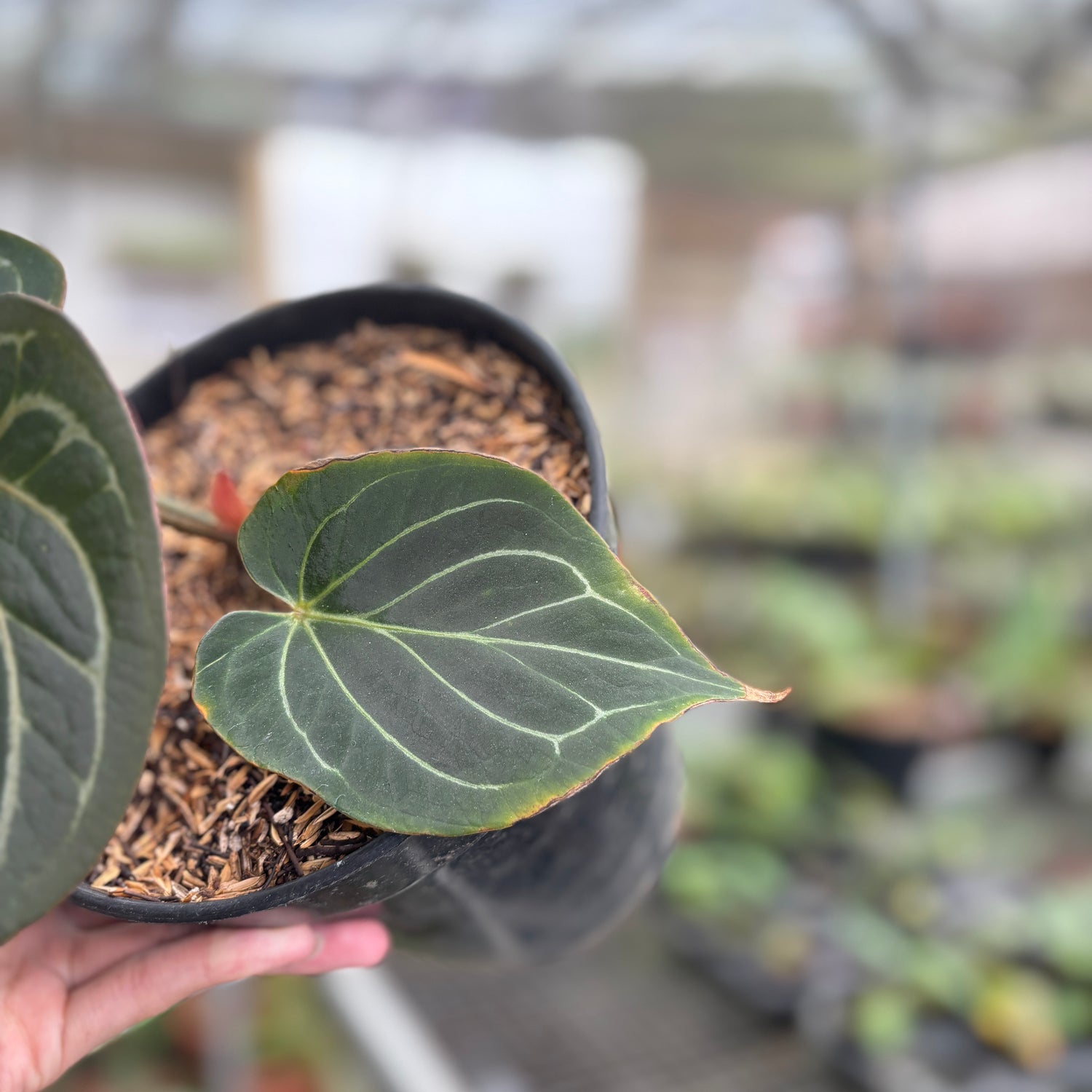 RP94-9	Anthurium King Of Spades Medium Size