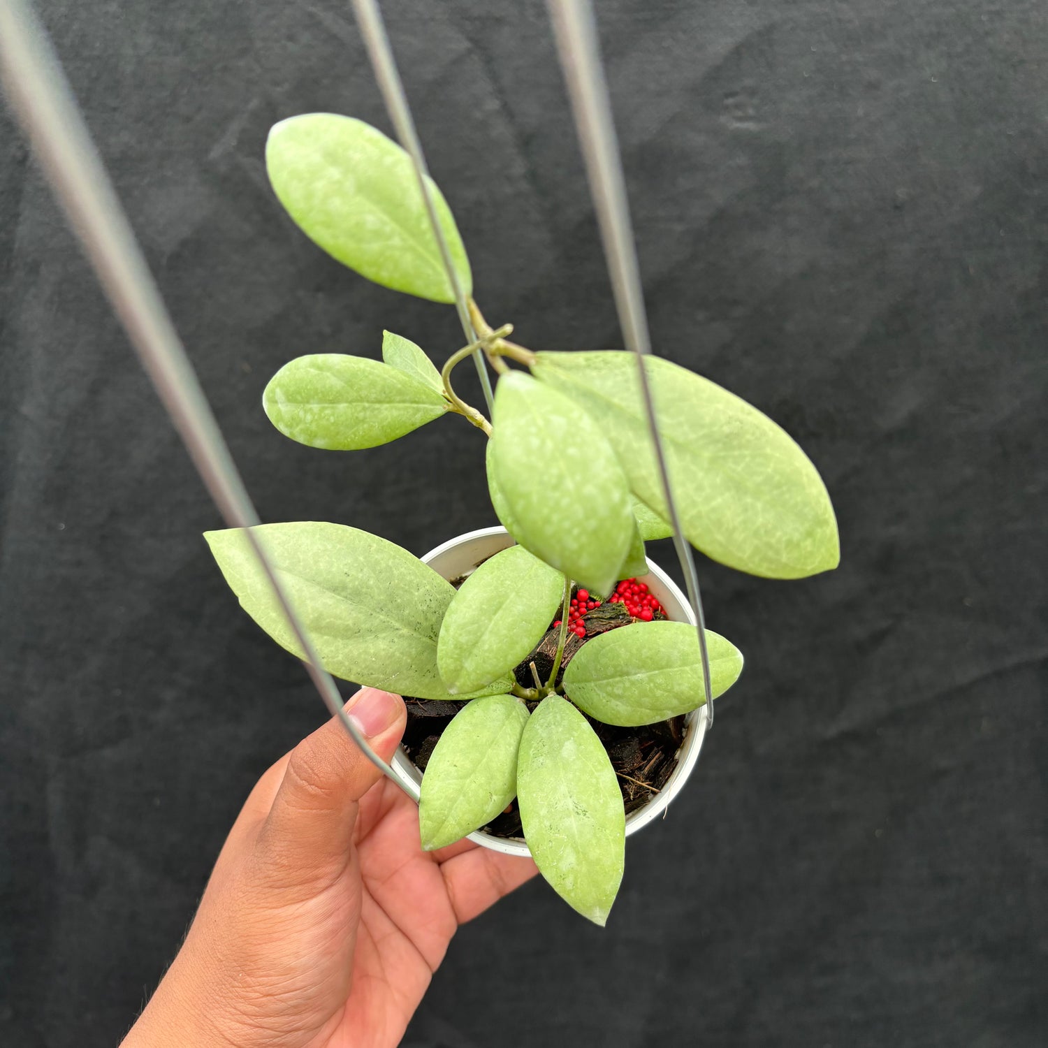 Hoya Erythrostemma "Silver"