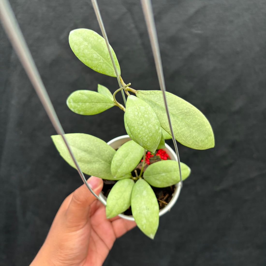 Hoya Erythrostemma "Silver"