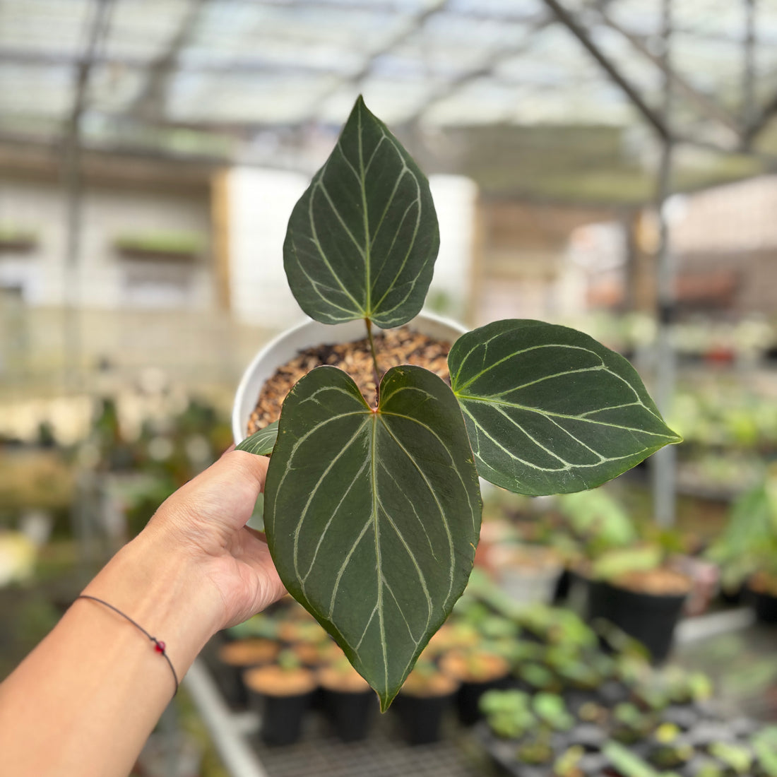 RP93-9	Anthurium King Of Spades Medium Size