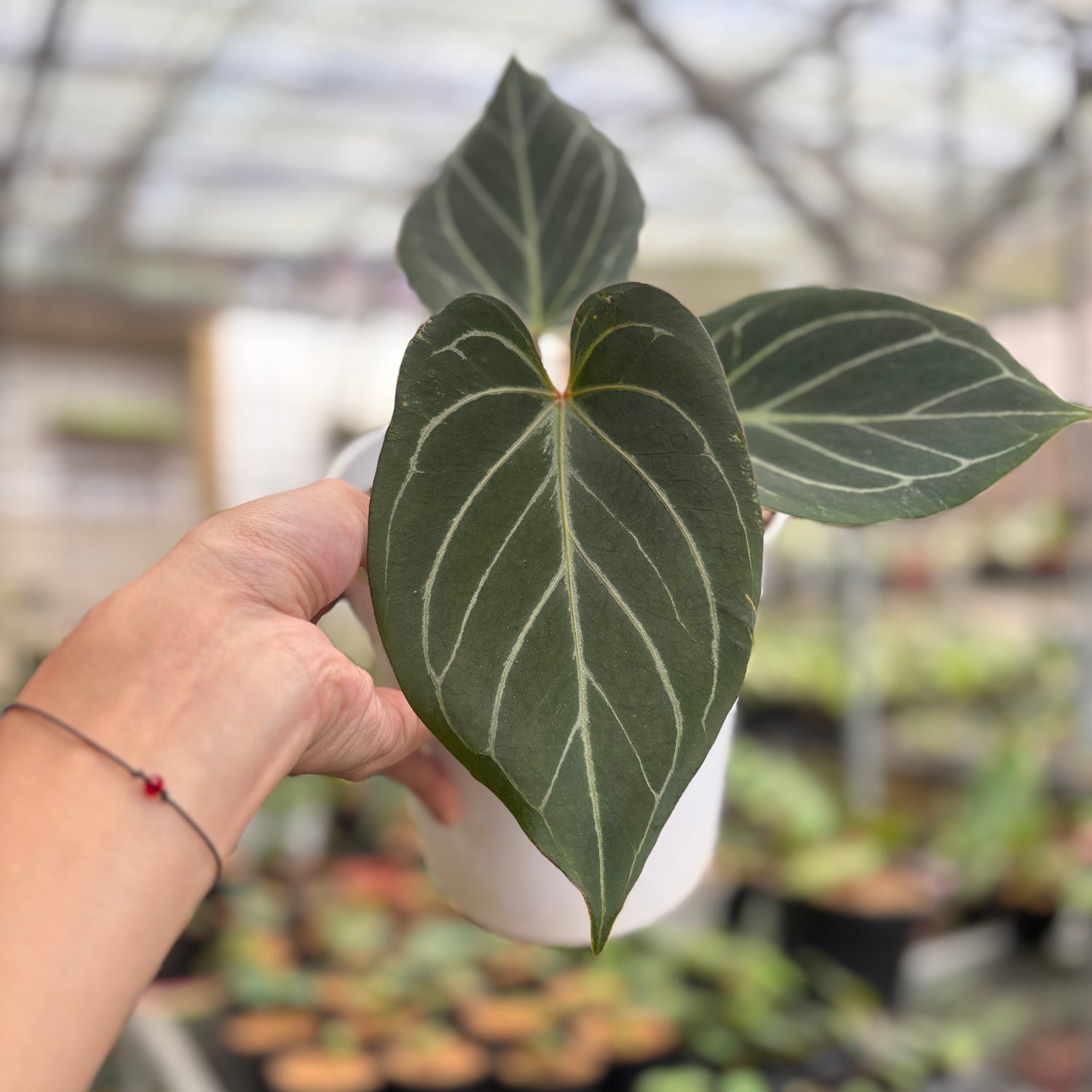 RP93-9	Anthurium King Of Spades Medium Size