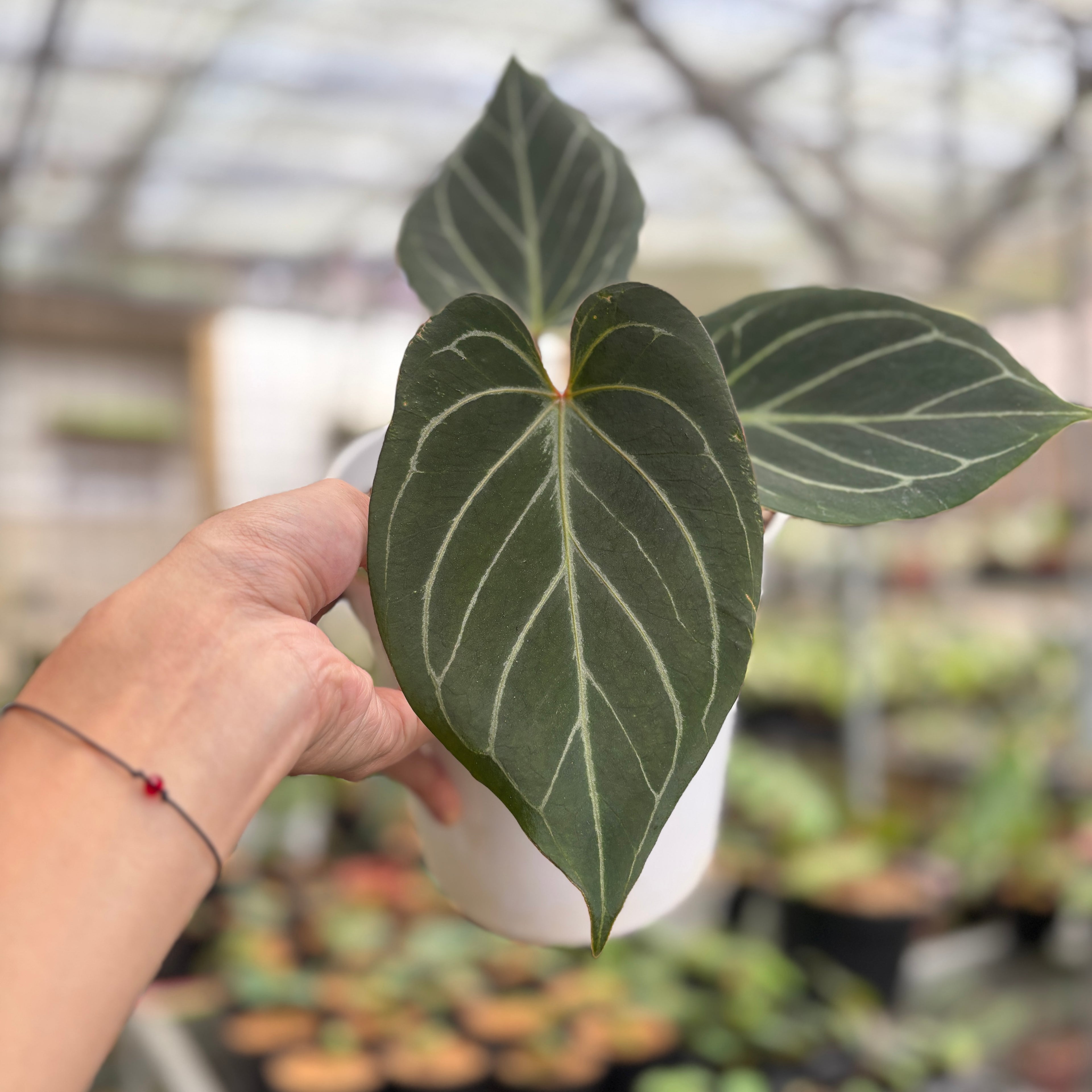 RP93-9	Anthurium King Of Spades Medium Size