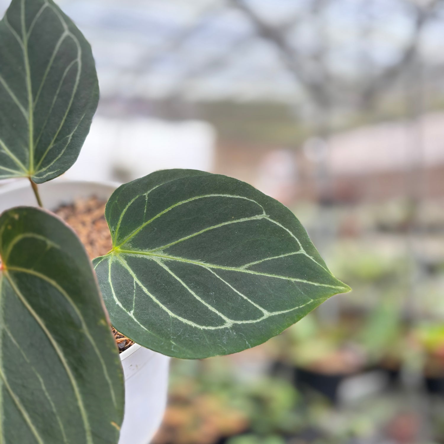 RP93-9	Anthurium King Of Spades Medium Size