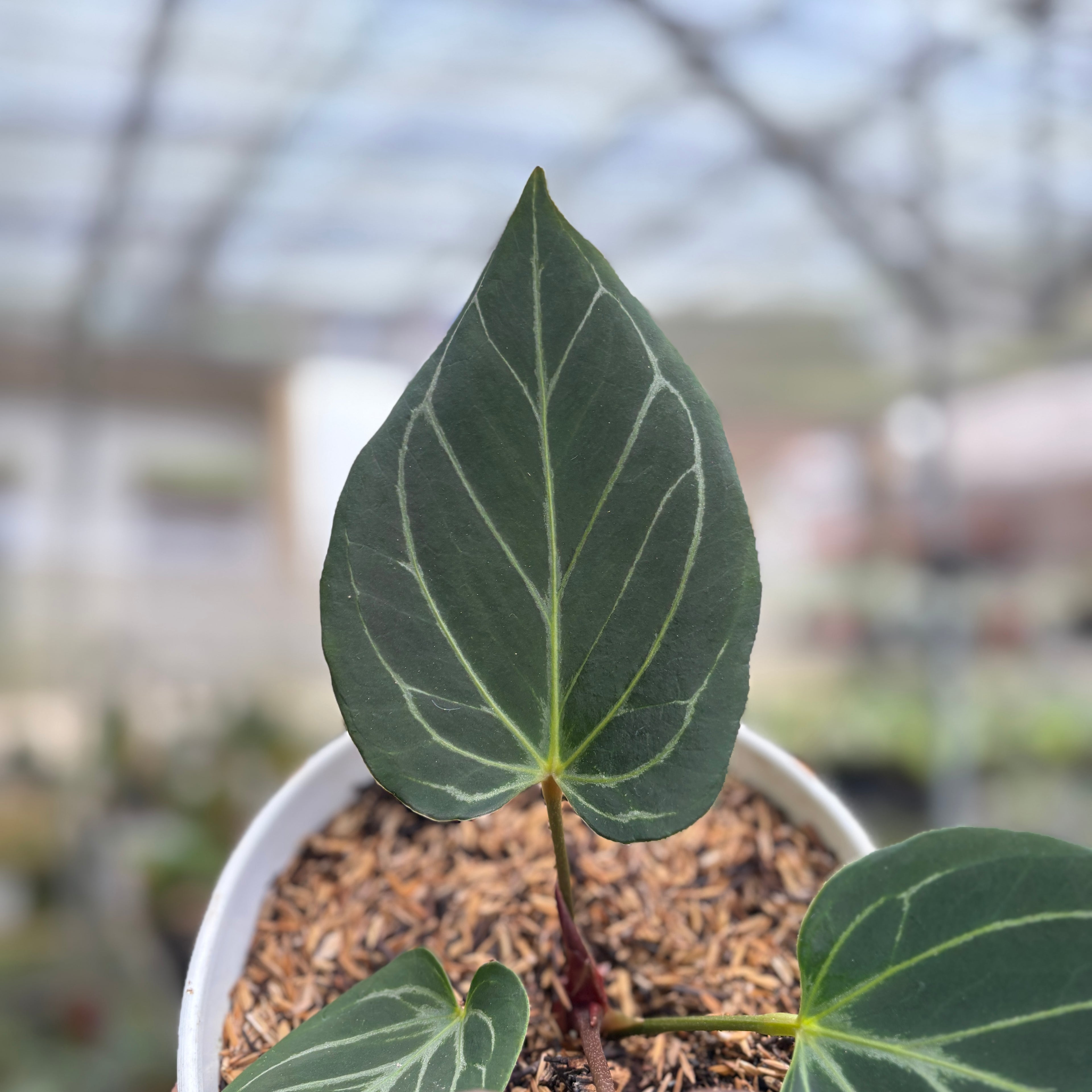 RP93-9	Anthurium King Of Spades Medium Size
