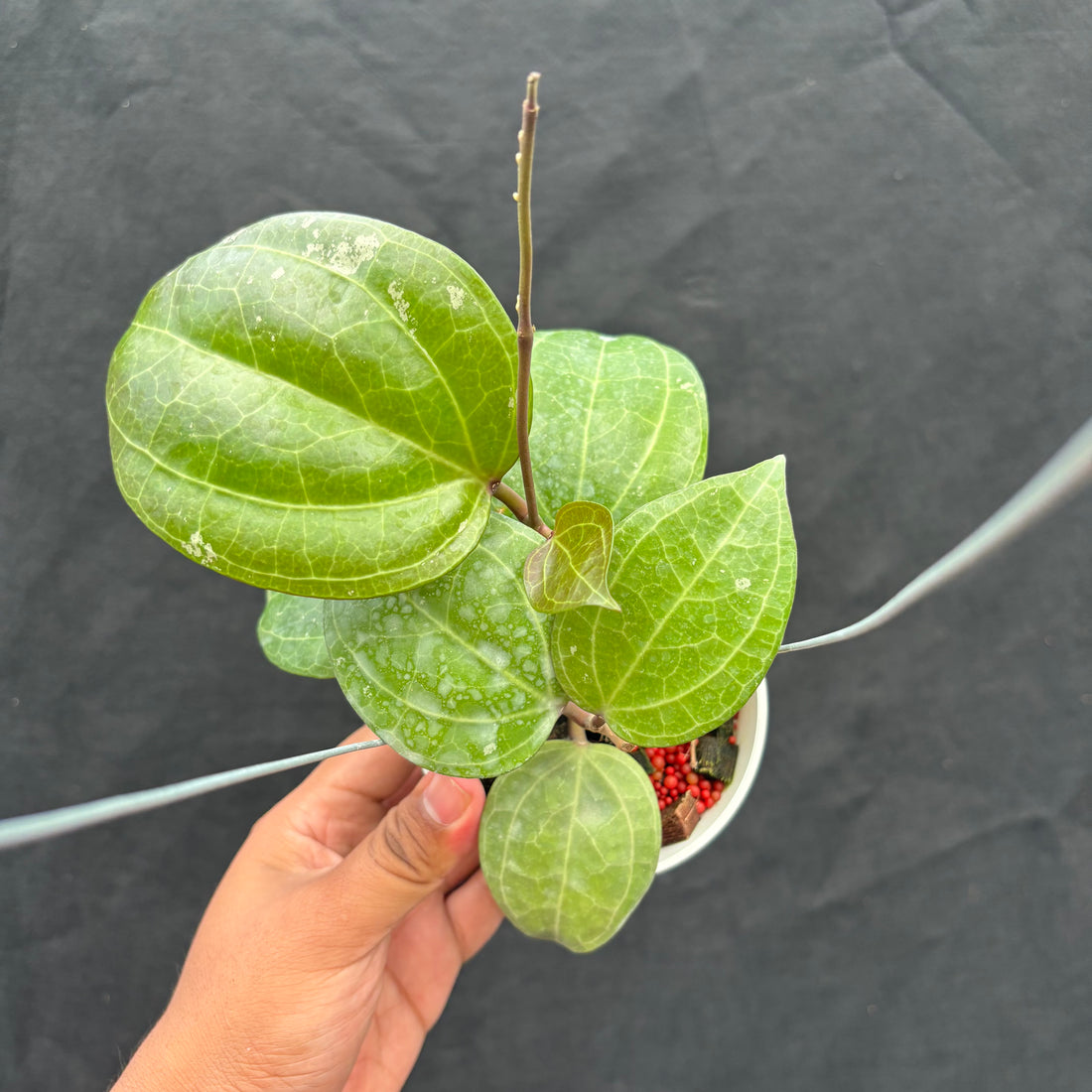 Hoya Latifolia &