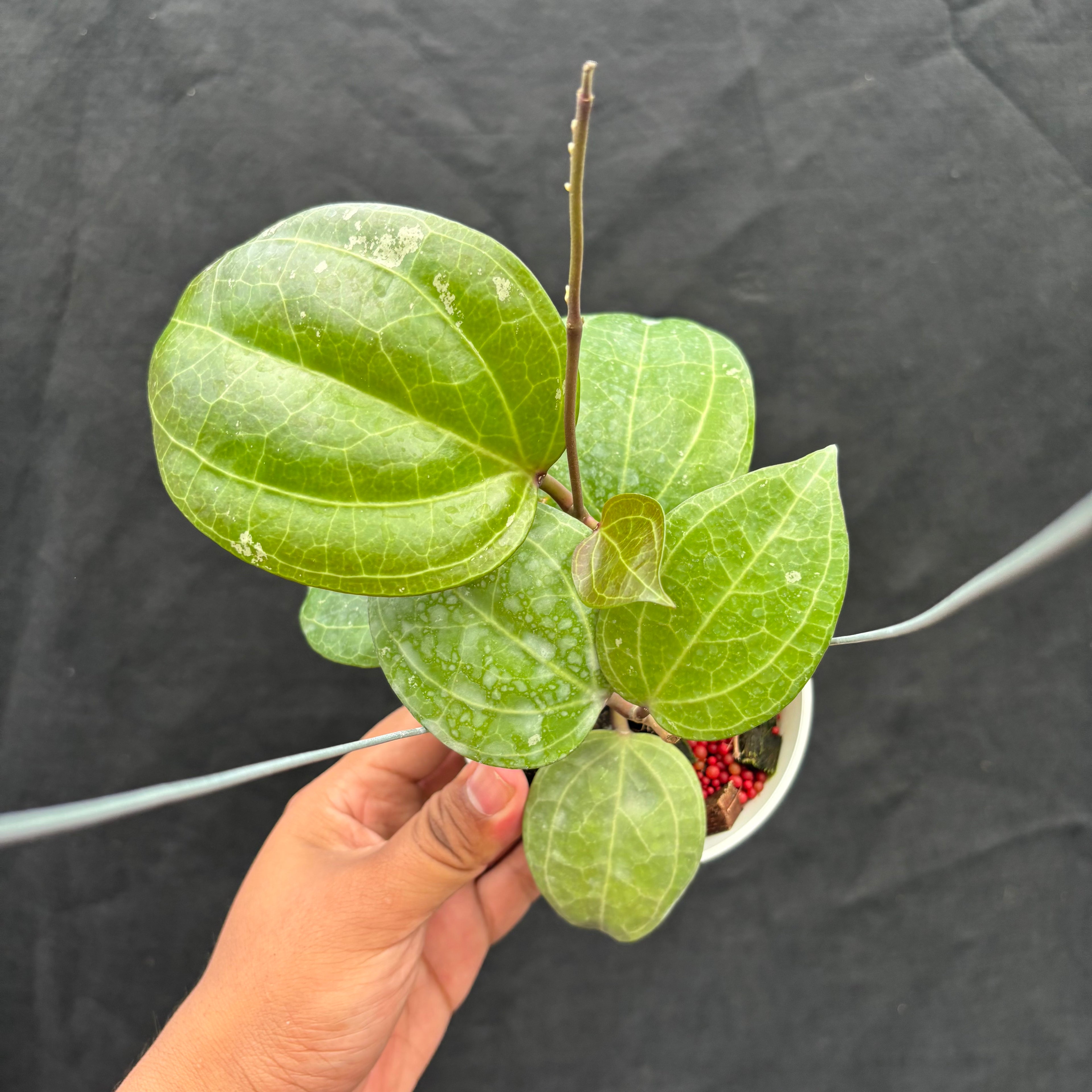 Hoya Latifolia &