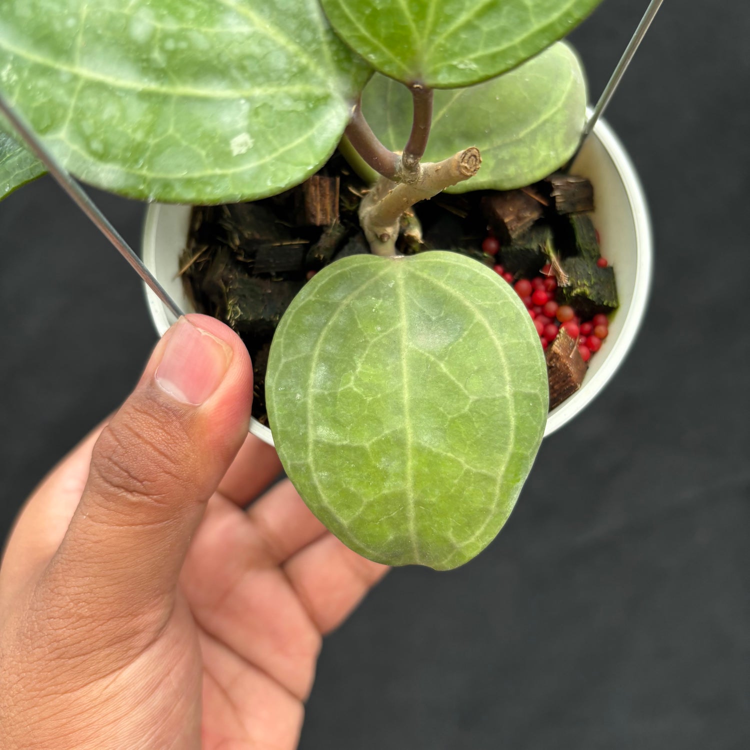 Hoya Latifolia &