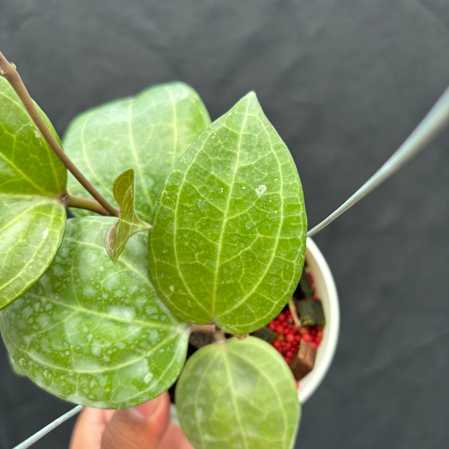Hoya Latifolia &