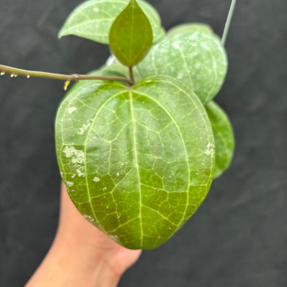 Hoya Latifolia &