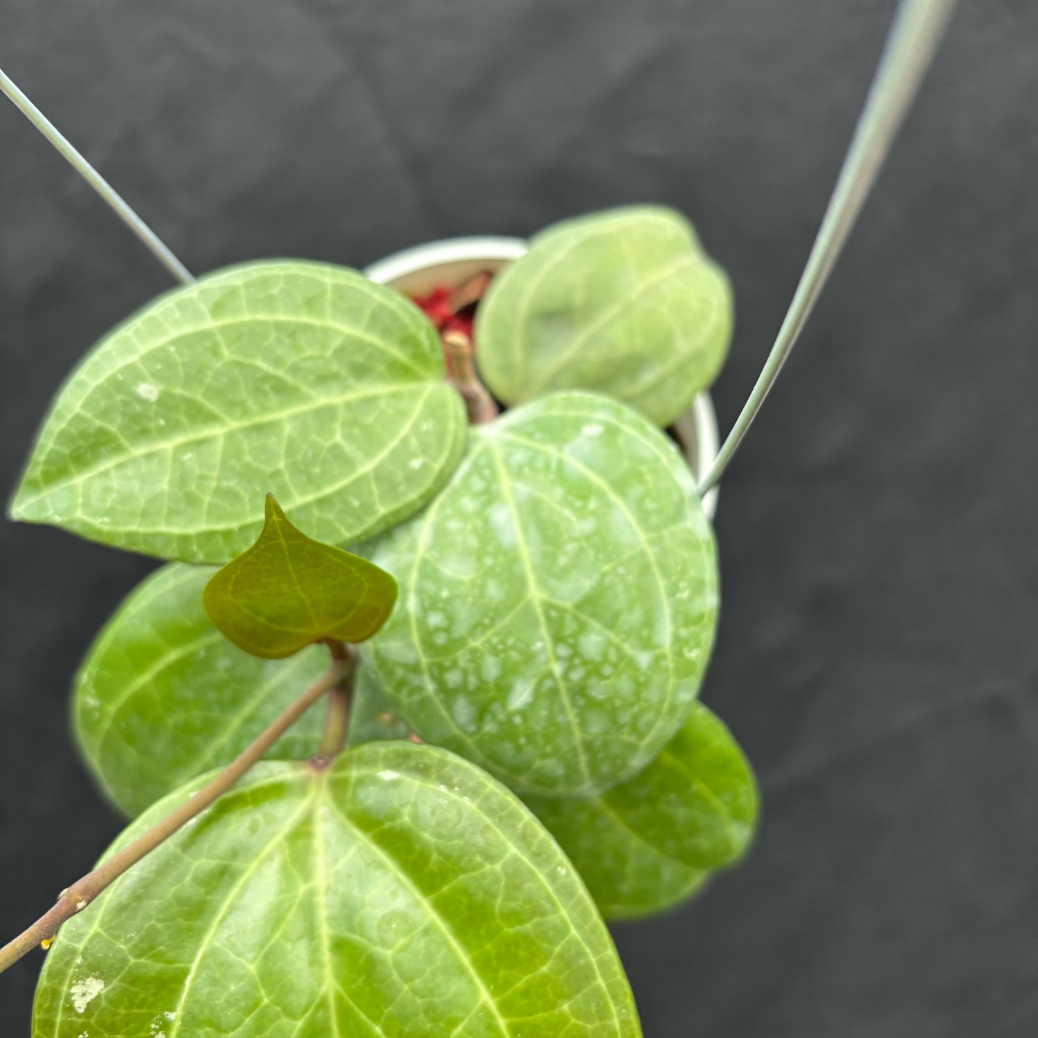 Hoya Latifolia &