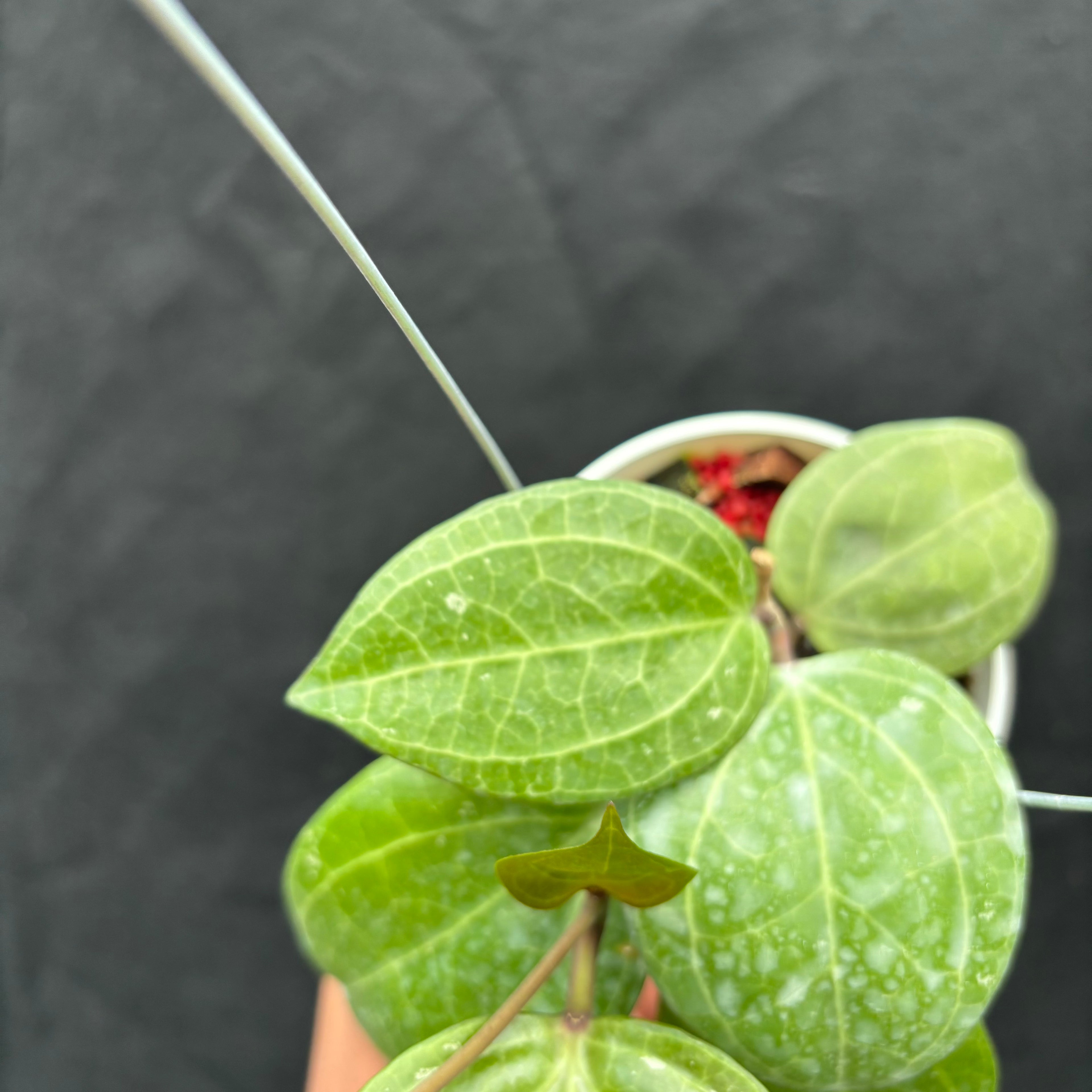 Hoya Latifolia &