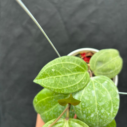 Hoya Latifolia &