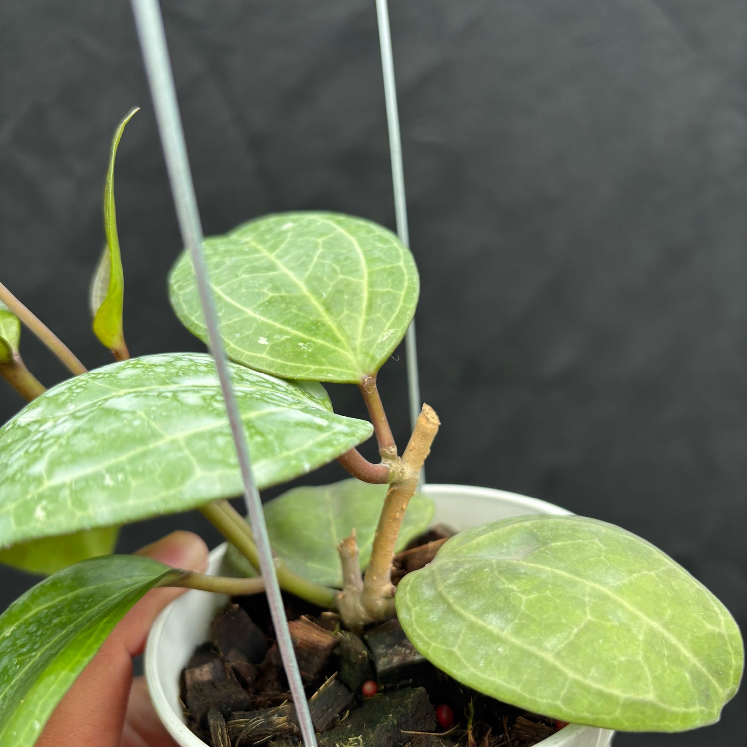 Hoya Latifolia &