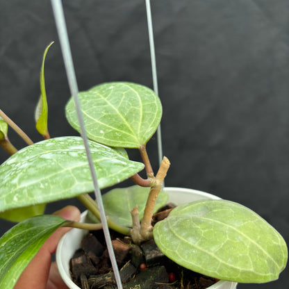 Hoya Latifolia &