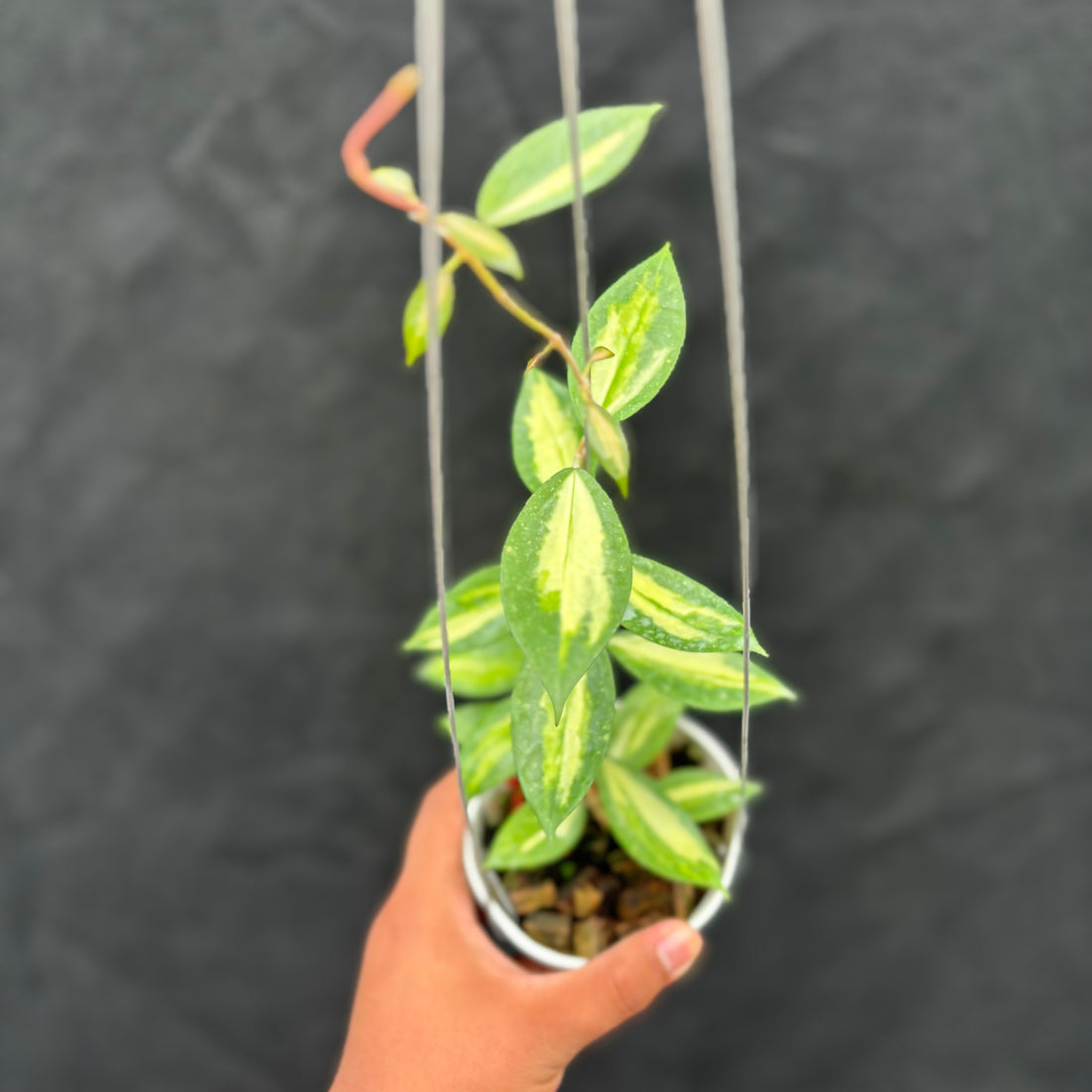 Hoya Verticillata Nganjuk (Inner Variegated)