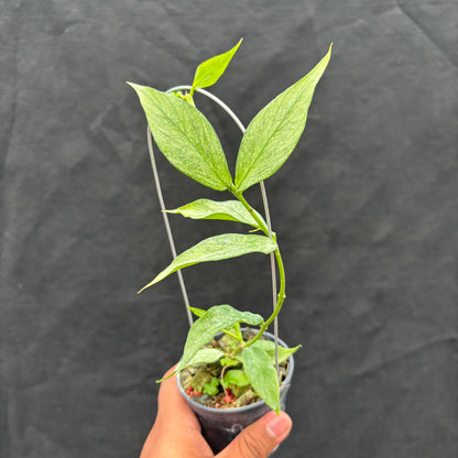 Hoya Polyneura "Berget" (Silver)